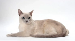 Tonkin cat (снимка): уникално творение с аквамаринови очи
